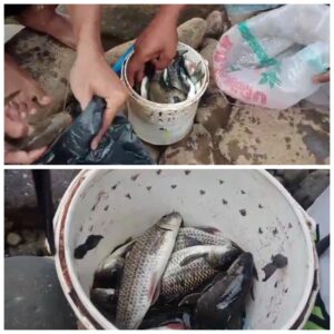 Viral, Warga Ciamis Panen Ikan Pasca Sungai Citanduy Ditutup