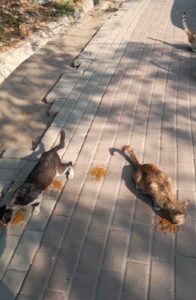 Populasi Kucing Liar di Jakarta Semakin Tinggi