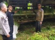 Pencurian Kembali Terjadi, 9 Ekor Domba di Pangandaran Raib Digondol Maling