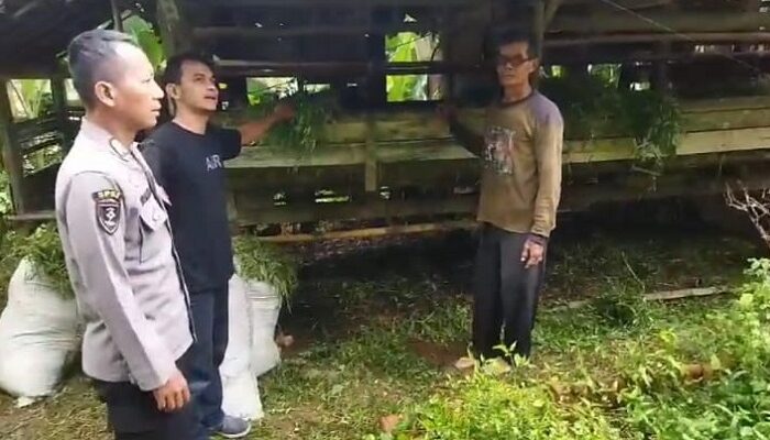 Pencurian Kembali Terjadi, 9 Ekor Domba di Pangandaran Raib Digondol Maling