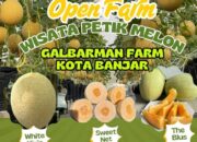 Galbarman Farm Kota Banjar Tawarkan Wisata Petik Melon Langsung dari Kebun
