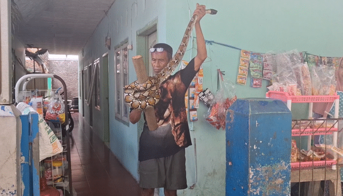 Geger, Warga Kota Banjar Tangkap Ular Besar di Jendela Rumah