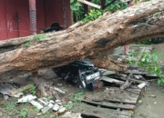 Pohon Angsana Besar Tumbang dan Timpa Motor di Jalan Nasional Banjar