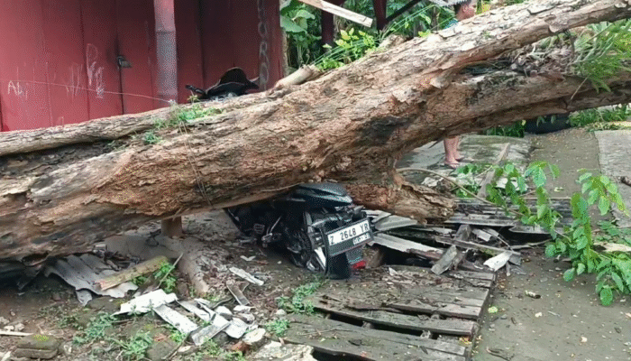 Pohon Angsana Besar Tumbang dan Timpa Motor di Jalan Nasional Banjar