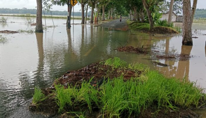 Banjir Kiriman Rendam 115 Rumah di Kalipucang Pangandaran