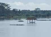 Sungai Citanduy Meluap, Ratusan Hektare Sawah Terendam Banjir di Kalipucang