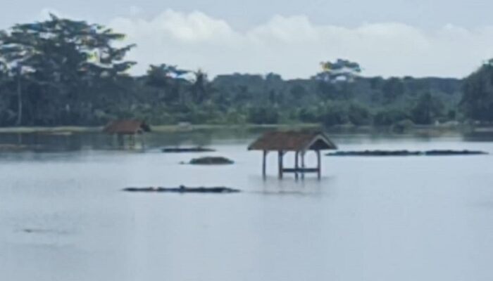 Sungai Citanduy Meluap, Ratusan Hektare Sawah Terendam Banjir di Kalipucang