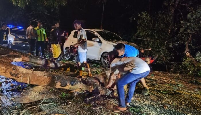 Minibus Tertimpa Pohon Karet di Banjar, Pengemudi Selamat dari Maut