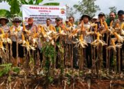 Panen Raya Jagung di Pamarican, Polsek dan Petani Perkuat Swasembada Pangan Nasional