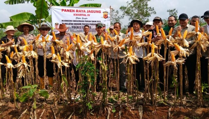Panen Raya Jagung di Pamarican, Polsek dan Petani Perkuat Swasembada Pangan Nasional