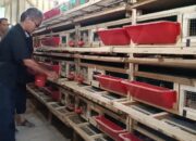 Produksi Telur Puyuh BUMDes Karya Abadi Capai 48 Kg per Hari