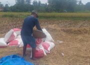 Petani Banjar Diuntungkan, Bulog Siap Tampung Gabah Saat Panen