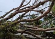 Pohon Beringin Tumbang di Banjaranyar Ciamis, Empat Motor Rusak Tertimpa