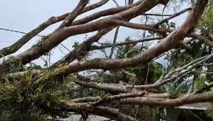 Pohon Beringin Tumbang di Banjaranyar Ciamis, Empat Motor Rusak Tertimpa