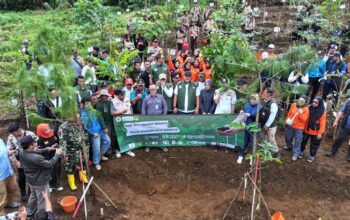 Pemkab Bogor Tanam Pohon di Hulu Ciliwung, Begini Alasannya
