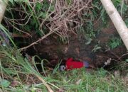 Dua Ekor Sapi Terperosok Goa, Tabungan Kuliah Warga Pangandaran Pupus Seketika