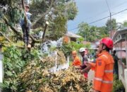 Cuaca Ekstrem di Banjar, Pohon Durian Tumbang Timpa Rumah di Purwaharja