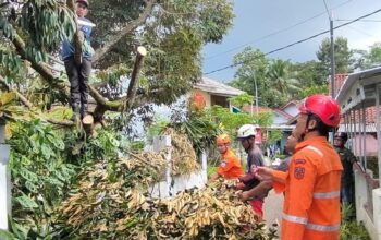 Cuaca Ekstrem di Banjar, Pohon Durian Tumbang Timpa Rumah di Purwaharja