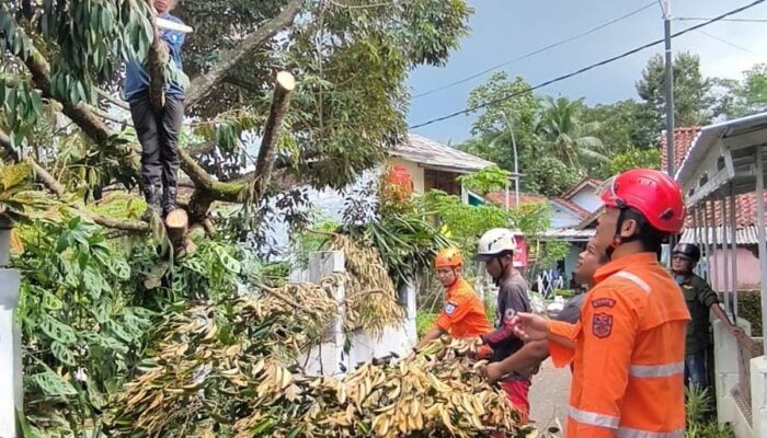 Cuaca Ekstrem di Banjar, Pohon Durian Tumbang Timpa Rumah di Purwaharja