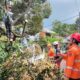Cuaca Ekstrem di Banjar, Pohon Durian Tumbang Timpa Rumah di Purwaharja