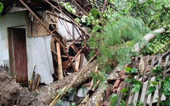 Hujan Angin di Pamarican Ciamis, Pohon Tumbang Timpa Belasan Rumah dan Tutup Jalan Utama