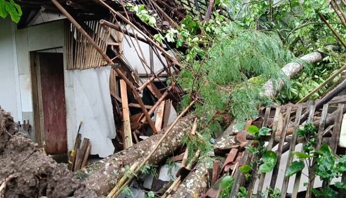 Hujan Angin di Pamarican Ciamis, Pohon Tumbang Timpa Belasan Rumah dan Tutup Jalan Utama