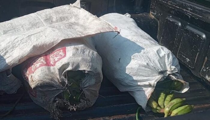 Kepergok Mencuri Pisang, Pria di Ciamis Nyaris Diamuk Massa
