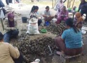 Kemarau Membawa Berkah, Warga Pangandaran Panen Kerang