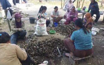 Kemarau Membawa Berkah, Warga Pangandaran Panen Kerang