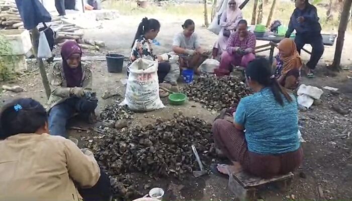 Kemarau Membawa Berkah, Warga Pangandaran Panen Kerang