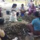 Kemarau Membawa Berkah, Warga Pangandaran Panen Kerang