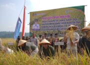 Perkuat Ketahanan Pangan dan Pengendalian Inflasi, Pemda Ciamis dan Bank Indonesia Panen Raya Padi Organik