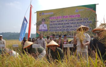Perkuat Ketahanan Pangan dan Pengendalian Inflasi, Pemda Ciamis dan Bank Indonesia Panen Raya Padi Organik