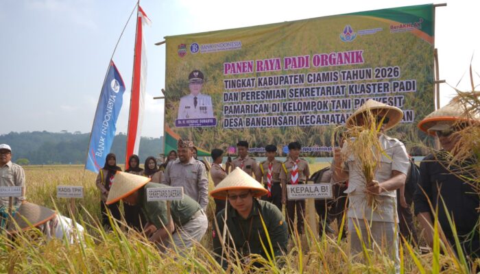Perkuat Ketahanan Pangan dan Pengendalian Inflasi, Pemda Ciamis dan Bank Indonesia Panen Raya Padi Organik