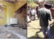 Sempat Melawan, Ular King Cobra 3 Meter Teror Warga Batulawang Banjar