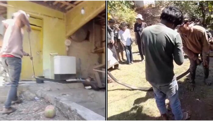 Sempat Melawan, Ular King Cobra 3 Meter Teror Warga Batulawang Banjar