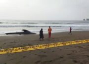 Hiu Paus Bobot 1,2 Ton Terdampar di Pantai Sanghiyang Pangandaran