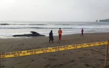 Hiu Paus Bobot 1,2 Ton Terdampar di Pantai Sanghiyang Pangandaran