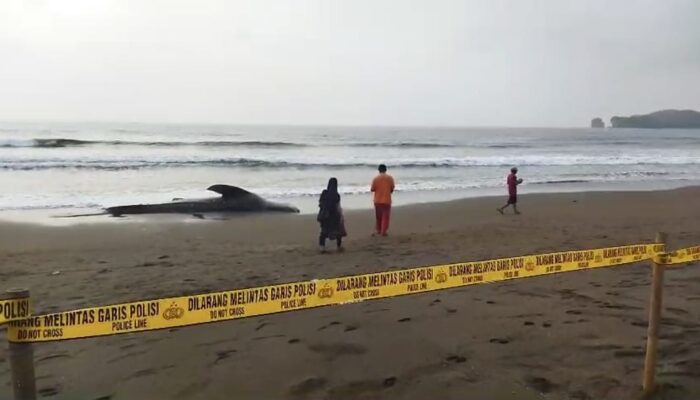 Hiu Paus Bobot 1,2 Ton Terdampar di Pantai Sanghiyang Pangandaran