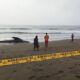 Hiu Paus Bobot 1,2 Ton Terdampar di Pantai Sanghiyang Pangandaran